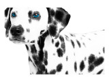 Dalmatian Date II