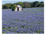 Bluebonnets Shed