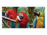 Macaws