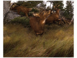 Deer Panic