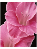 Gladiolus V