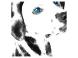 Dalmatian Date IV