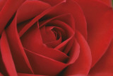 Persian Red Rose
