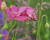 Shirley Poppies