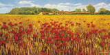 Campo di Papaveri