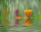 California Poppies
