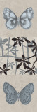 Butterfly Fern II