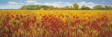Campo di Papaveri