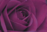 Persian Purple Rose