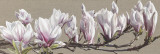 Magnolia Swathe