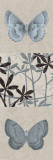 Butterfly Fern I