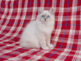 Birman