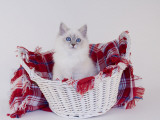 Birman