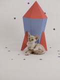 Devon Rex