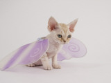 Devon Rex
