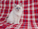 Birman
