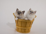 Birman
