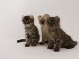 American Curl