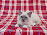 Birman