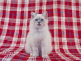 Birman