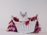 Birman