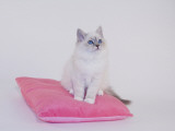 Birman