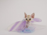 Devon Rex