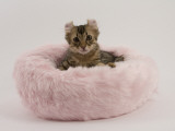 American Curl