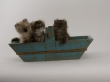 American Curl