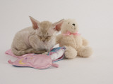 Devon Rex