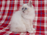 Birman