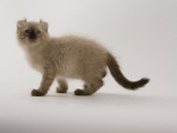 American Curl