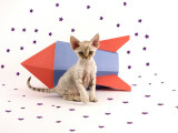 Devon Rex