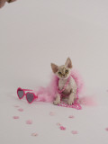 Devon Rex