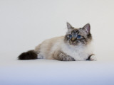 Birman