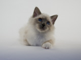 Birman