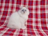 Birman