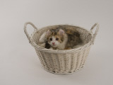 American Curl