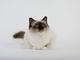 Birman