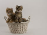 American Curl