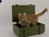 American Curl