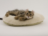 American Curl