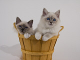 Birman