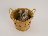 American Curl