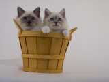 Birman