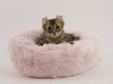 American Curl