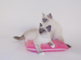 Birman