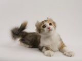 American Curl
