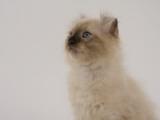 American Curl