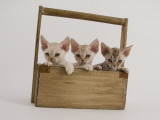 Devon Rex